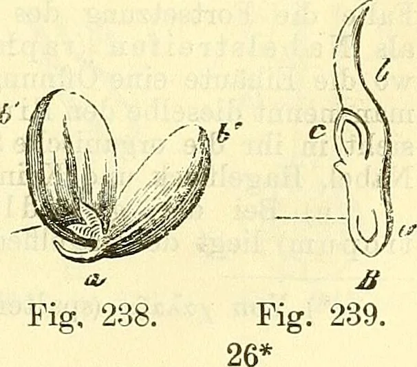 An illustration from Die wissenschaftliche Ausbildung des Apothekerlehrlings und seine Vorbereitung zum Gehülfenexamen : mit Rücksicht auf die neuesten Anforderungen, 1884, leaf 421