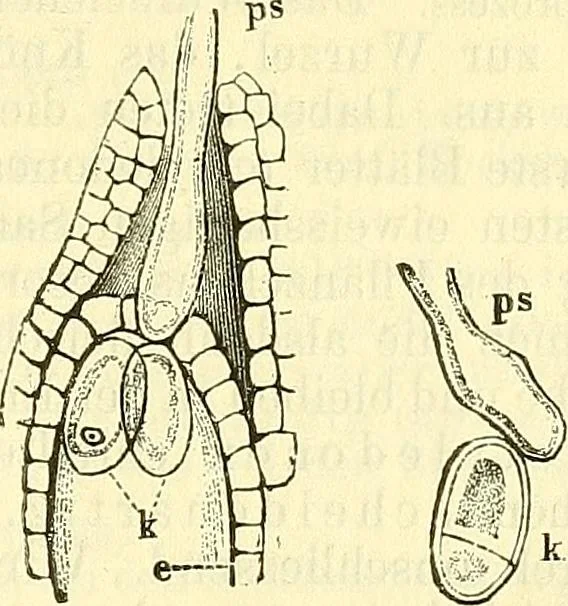 An illustration from Die wissenschaftliche Ausbildung des Apothekerlehrlings und seine Vorbereitung zum Gehülfenexamen : mit Rücksicht auf die neuesten Anforderungen, 1884, leaf 423