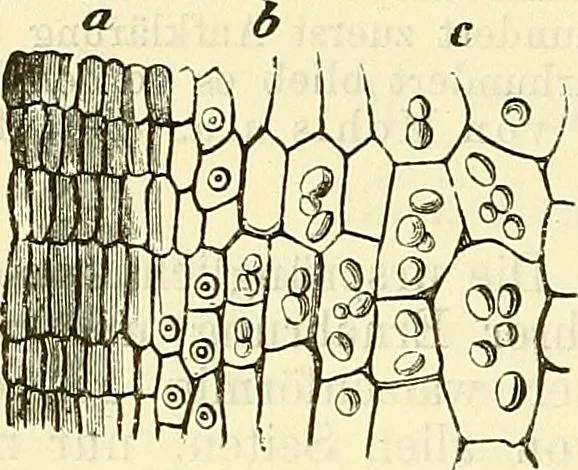 An illustration from Die wissenschaftliche Ausbildung des Apothekerlehrlings und seine Vorbereitung zum Gehülfenexamen : mit Rücksicht auf die neuesten Anforderungen, 1884, leaf 428