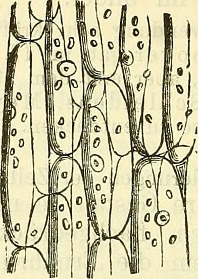 An illustration from Die wissenschaftliche Ausbildung des Apothekerlehrlings und seine Vorbereitung zum Gehülfenexamen : mit Rücksicht auf die neuesten Anforderungen, 1884, leaf 428