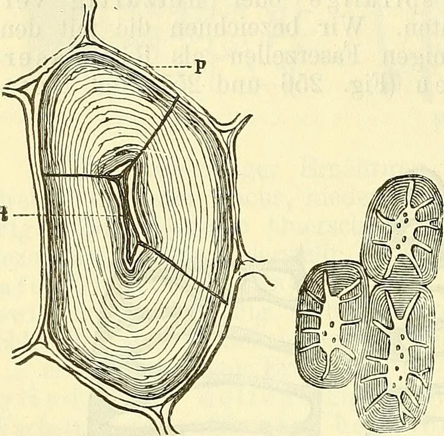 An illustration from Die wissenschaftliche Ausbildung des Apothekerlehrlings und seine Vorbereitung zum Gehülfenexamen : mit Rücksicht auf die neuesten Anforderungen, 1884, leaf 430