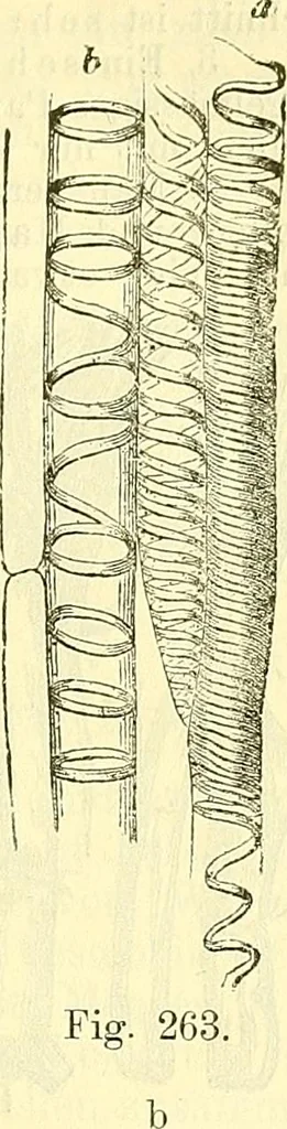 An illustration from Die wissenschaftliche Ausbildung des Apothekerlehrlings und seine Vorbereitung zum Gehülfenexamen : mit Rücksicht auf die neuesten Anforderungen, 1884, leaf 431