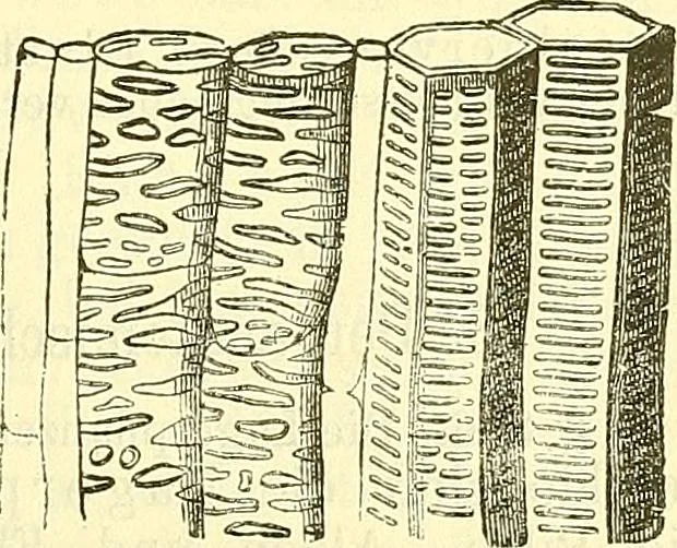 An illustration from Die wissenschaftliche Ausbildung des Apothekerlehrlings und seine Vorbereitung zum Gehülfenexamen : mit Rücksicht auf die neuesten Anforderungen, 1884, leaf 431