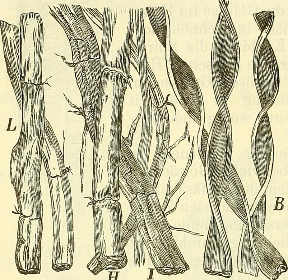 An illustration from Die wissenschaftliche Ausbildung des Apothekerlehrlings und seine Vorbereitung zum Gehülfenexamen : mit Rücksicht auf die neuesten Anforderungen, 1884, leaf 432