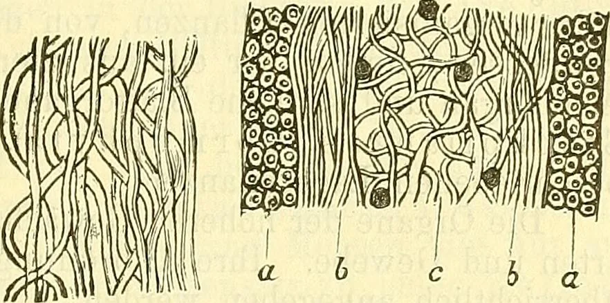 An illustration from Die wissenschaftliche Ausbildung des Apothekerlehrlings und seine Vorbereitung zum Gehülfenexamen : mit Rücksicht auf die neuesten Anforderungen, 1884, leaf 433