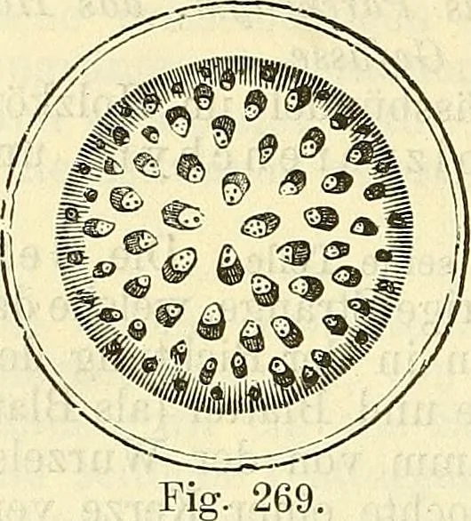 An illustration from Die wissenschaftliche Ausbildung des Apothekerlehrlings und seine Vorbereitung zum Gehülfenexamen : mit Rücksicht auf die neuesten Anforderungen, 1884, leaf 436