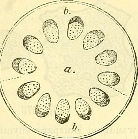 An illustration from Die wissenschaftliche Ausbildung des Apothekerlehrlings und seine Vorbereitung zum Gehülfenexamen : mit Rücksicht auf die neuesten Anforderungen, 1884, leaf 437