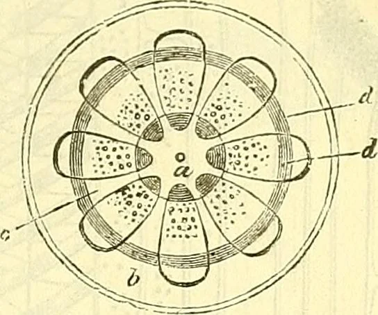 An illustration from Die wissenschaftliche Ausbildung des Apothekerlehrlings und seine Vorbereitung zum Gehülfenexamen : mit Rücksicht auf die neuesten Anforderungen, 1884, leaf 437