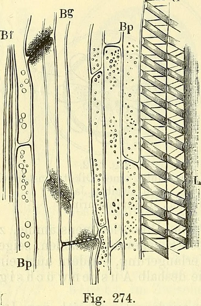 An illustration from Die wissenschaftliche Ausbildung des Apothekerlehrlings und seine Vorbereitung zum Gehülfenexamen : mit Rücksicht auf die neuesten Anforderungen, 1884, leaf 438