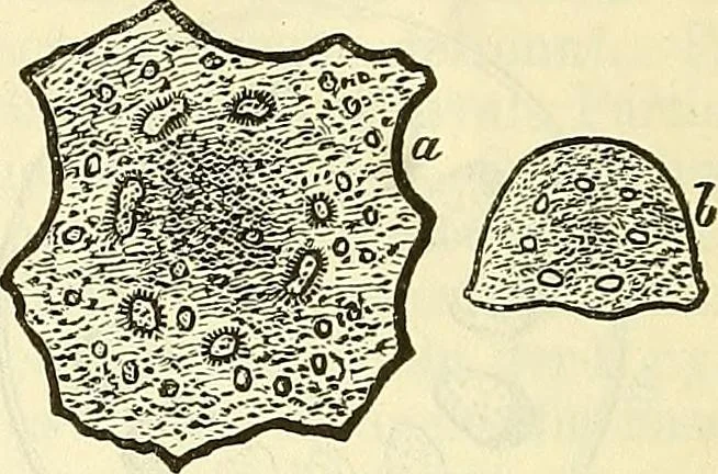 An illustration from Die wissenschaftliche Ausbildung des Apothekerlehrlings und seine Vorbereitung zum Gehülfenexamen : mit Rücksicht auf die neuesten Anforderungen, 1884, leaf 438
