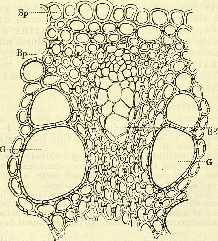 An illustration from Die wissenschaftliche Ausbildung des Apothekerlehrlings und seine Vorbereitung zum Gehülfenexamen : mit Rücksicht auf die neuesten Anforderungen, 1884, leaf 438