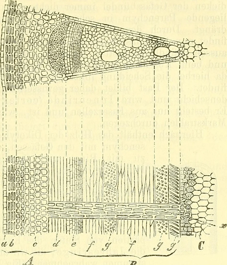 An illustration from Die wissenschaftliche Ausbildung des Apothekerlehrlings und seine Vorbereitung zum Gehülfenexamen : mit Rücksicht auf die neuesten Anforderungen, 1884, leaf 439
