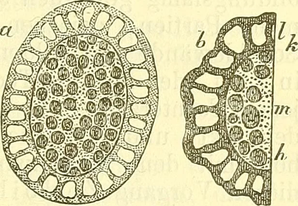 An illustration from Die wissenschaftliche Ausbildung des Apothekerlehrlings und seine Vorbereitung zum Gehülfenexamen : mit Rücksicht auf die neuesten Anforderungen, 1884, leaf 445