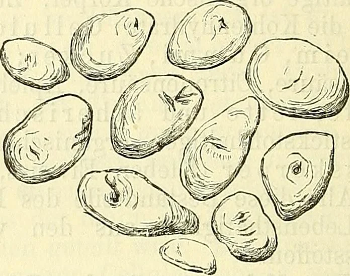 An illustration from Die wissenschaftliche Ausbildung des Apothekerlehrlings und seine Vorbereitung zum Gehülfenexamen : mit Rücksicht auf die neuesten Anforderungen, 1884, leaf 448