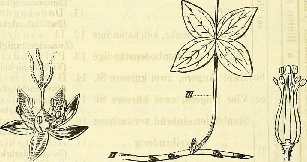 An illustration from Die wissenschaftliche Ausbildung des Apothekerlehrlings und seine Vorbereitung zum Gehülfenexamen : mit Rücksicht auf die neuesten Anforderungen, 1884, leaf 454