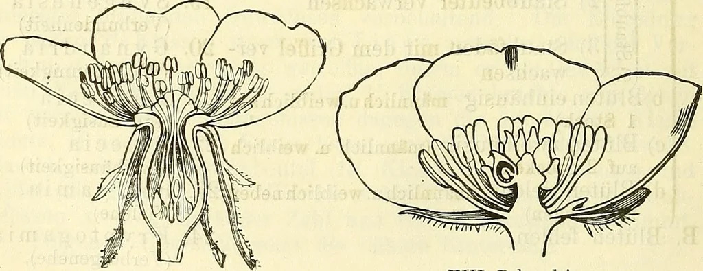 An illustration from Die wissenschaftliche Ausbildung des Apothekerlehrlings und seine Vorbereitung zum Gehülfenexamen : mit Rücksicht auf die neuesten Anforderungen, 1884, leaf 454