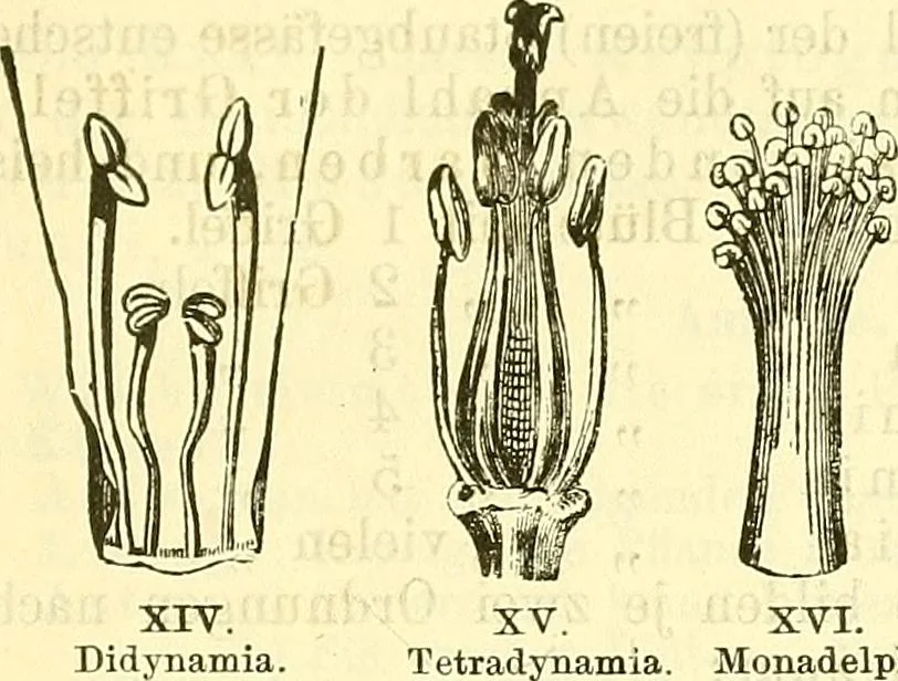 An illustration from Die wissenschaftliche Ausbildung des Apothekerlehrlings und seine Vorbereitung zum Gehülfenexamen : mit Rücksicht auf die neuesten Anforderungen, 1884, leaf 455