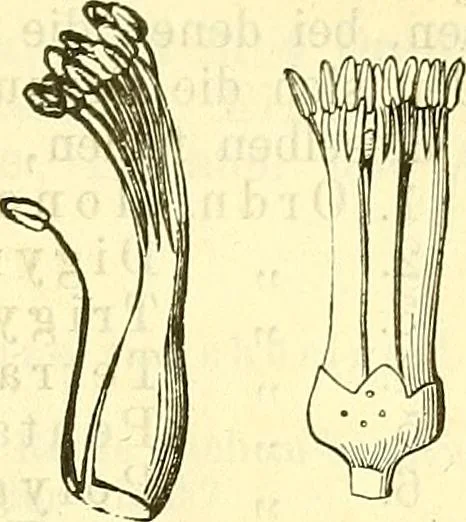 An illustration from Die wissenschaftliche Ausbildung des Apothekerlehrlings und seine Vorbereitung zum Gehülfenexamen : mit Rücksicht auf die neuesten Anforderungen, 1884, leaf 455