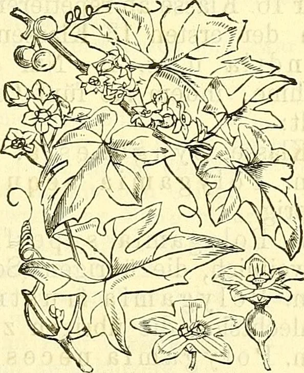 An illustration from Die wissenschaftliche Ausbildung des Apothekerlehrlings und seine Vorbereitung zum Gehülfenexamen : mit Rücksicht auf die neuesten Anforderungen, 1884, leaf 455