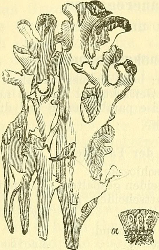 An illustration from Die wissenschaftliche Ausbildung des Apothekerlehrlings und seine Vorbereitung zum Gehülfenexamen : mit Rücksicht auf die neuesten Anforderungen, 1884, leaf 471