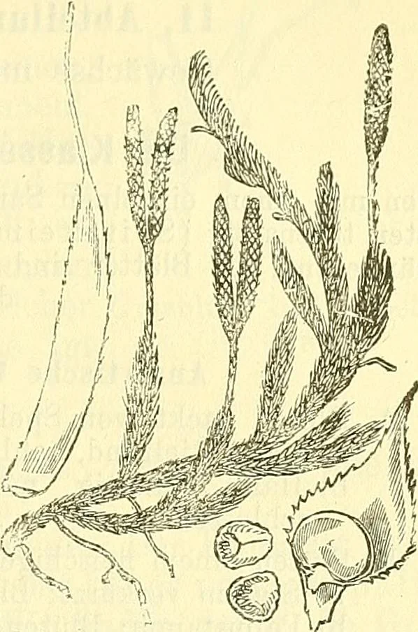 An illustration from Die wissenschaftliche Ausbildung des Apothekerlehrlings und seine Vorbereitung zum Gehülfenexamen : mit Rücksicht auf die neuesten Anforderungen, 1884, leaf 471
