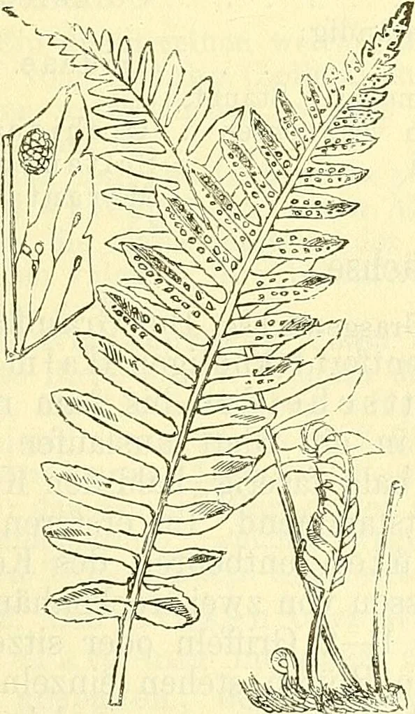 An illustration from Die wissenschaftliche Ausbildung des Apothekerlehrlings und seine Vorbereitung zum Gehülfenexamen : mit Rücksicht auf die neuesten Anforderungen, 1884, leaf 471