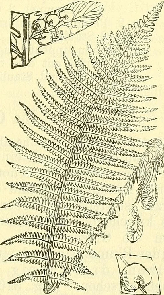 An illustration from Die wissenschaftliche Ausbildung des Apothekerlehrlings und seine Vorbereitung zum Gehülfenexamen : mit Rücksicht auf die neuesten Anforderungen, 1884, leaf 471