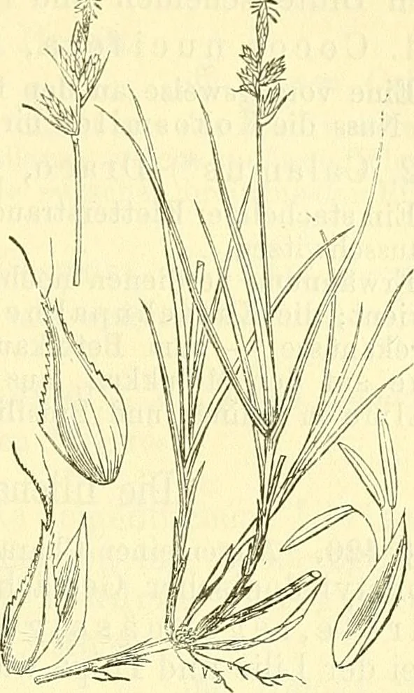 An illustration from Die wissenschaftliche Ausbildung des Apothekerlehrlings und seine Vorbereitung zum Gehülfenexamen : mit Rücksicht auf die neuesten Anforderungen, 1884, leaf 475