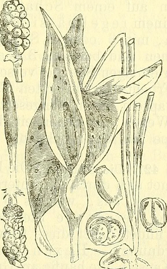 An illustration from Die wissenschaftliche Ausbildung des Apothekerlehrlings und seine Vorbereitung zum Gehülfenexamen : mit Rücksicht auf die neuesten Anforderungen, 1884, leaf 475