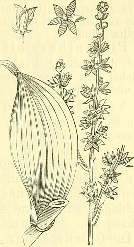 An illustration from Die wissenschaftliche Ausbildung des Apothekerlehrlings und seine Vorbereitung zum Gehülfenexamen : mit Rücksicht auf die neuesten Anforderungen, 1884, leaf 479