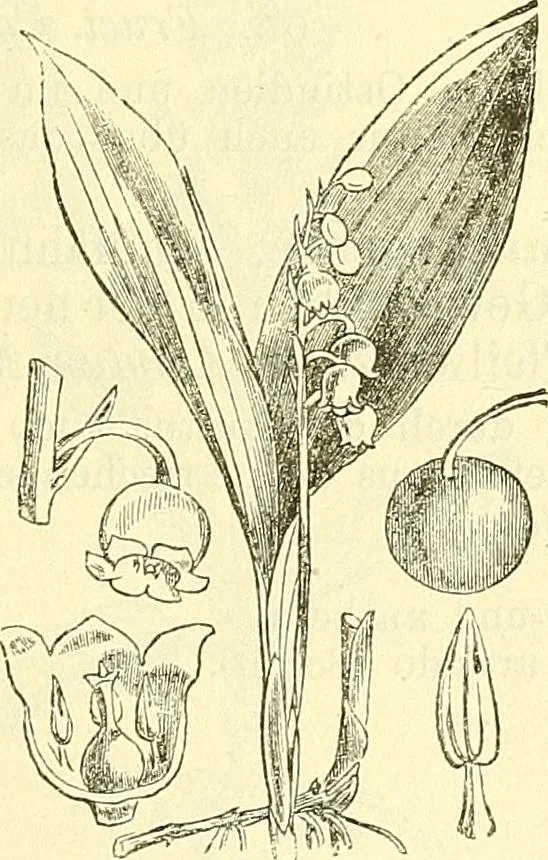 An illustration from Die wissenschaftliche Ausbildung des Apothekerlehrlings und seine Vorbereitung zum Gehülfenexamen : mit Rücksicht auf die neuesten Anforderungen, 1884, leaf 479
