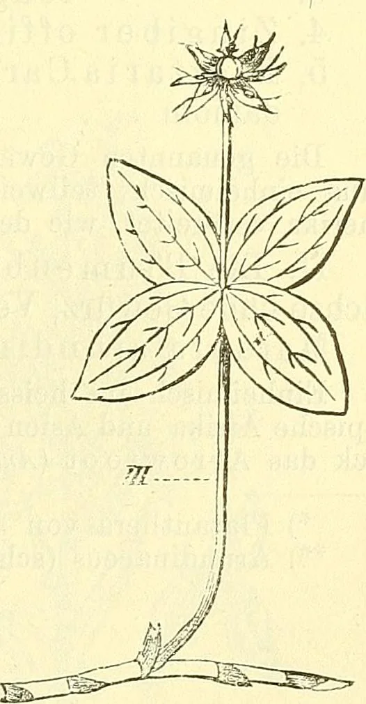 An illustration from Die wissenschaftliche Ausbildung des Apothekerlehrlings und seine Vorbereitung zum Gehülfenexamen : mit Rücksicht auf die neuesten Anforderungen, 1884, leaf 479