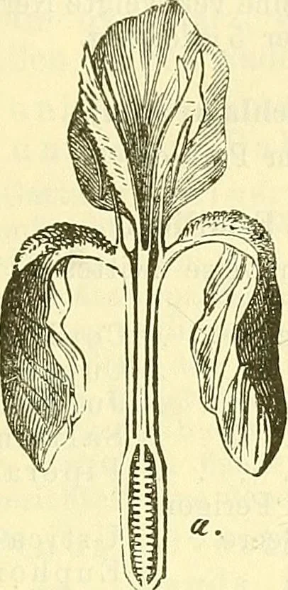 An illustration from Die wissenschaftliche Ausbildung des Apothekerlehrlings und seine Vorbereitung zum Gehülfenexamen : mit Rücksicht auf die neuesten Anforderungen, 1884, leaf 481