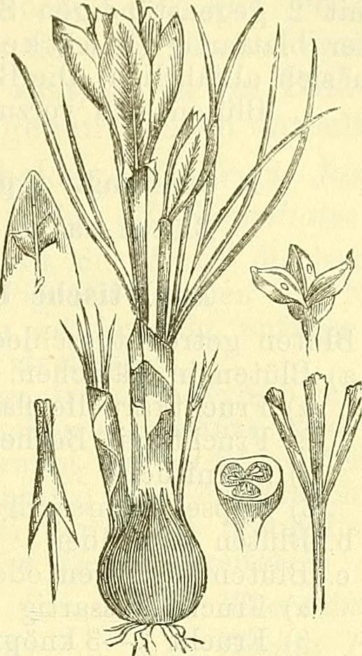 An illustration from Die wissenschaftliche Ausbildung des Apothekerlehrlings und seine Vorbereitung zum Gehülfenexamen : mit Rücksicht auf die neuesten Anforderungen, 1884, leaf 481
