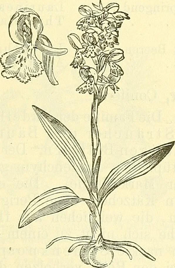 An illustration from Die wissenschaftliche Ausbildung des Apothekerlehrlings und seine Vorbereitung zum Gehülfenexamen : mit Rücksicht auf die neuesten Anforderungen, 1884, leaf 481