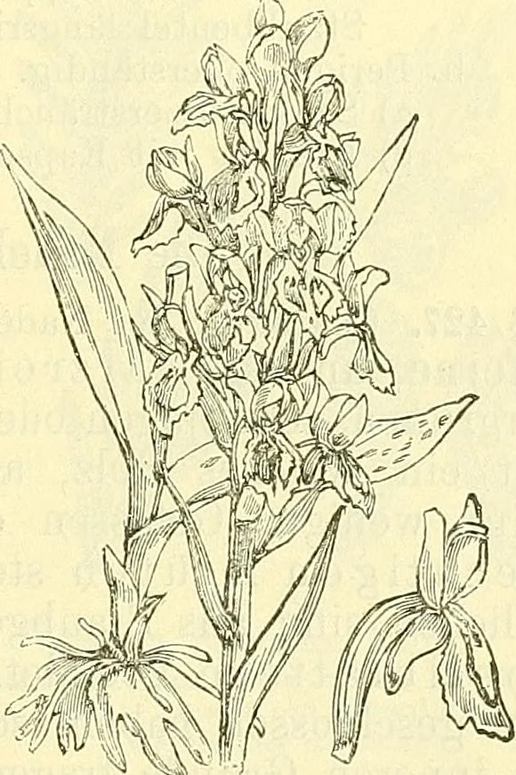An illustration from Die wissenschaftliche Ausbildung des Apothekerlehrlings und seine Vorbereitung zum Gehülfenexamen : mit Rücksicht auf die neuesten Anforderungen, 1884, leaf 481