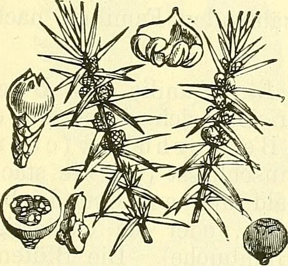 An illustration from Die wissenschaftliche Ausbildung des Apothekerlehrlings und seine Vorbereitung zum Gehülfenexamen : mit Rücksicht auf die neuesten Anforderungen, 1884, leaf 483