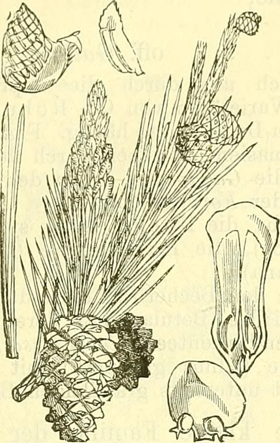 An illustration from Die wissenschaftliche Ausbildung des Apothekerlehrlings und seine Vorbereitung zum Gehülfenexamen : mit Rücksicht auf die neuesten Anforderungen, 1884, leaf 485