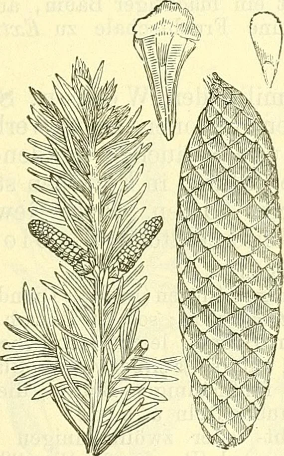 An illustration from Die wissenschaftliche Ausbildung des Apothekerlehrlings und seine Vorbereitung zum Gehülfenexamen : mit Rücksicht auf die neuesten Anforderungen, 1884, leaf 485