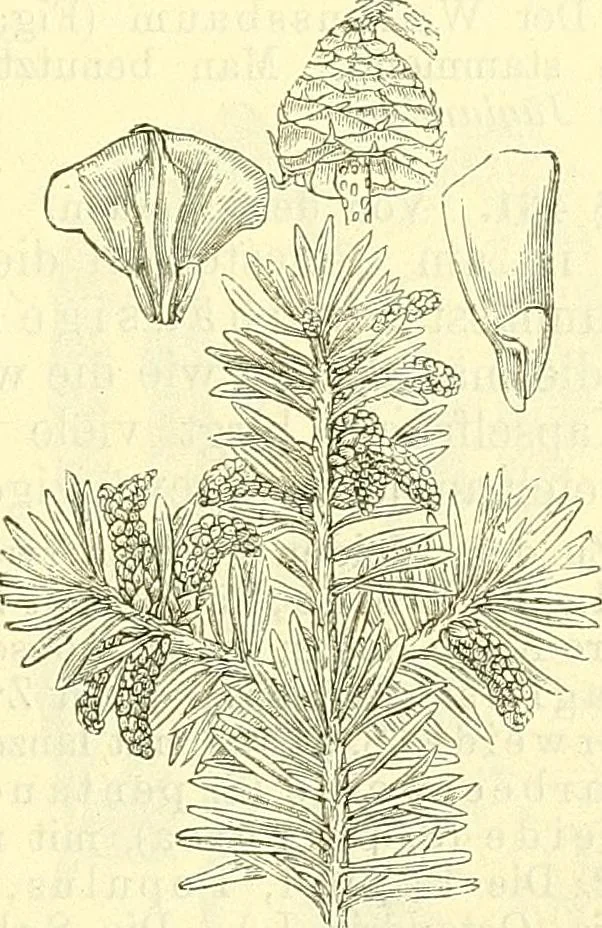 An illustration from Die wissenschaftliche Ausbildung des Apothekerlehrlings und seine Vorbereitung zum Gehülfenexamen : mit Rücksicht auf die neuesten Anforderungen, 1884, leaf 485