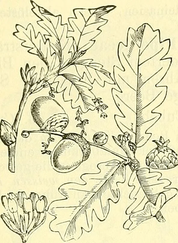 An illustration from Die wissenschaftliche Ausbildung des Apothekerlehrlings und seine Vorbereitung zum Gehülfenexamen : mit Rücksicht auf die neuesten Anforderungen, 1884, leaf 487