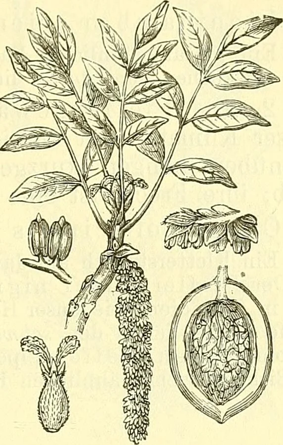 An illustration from Die wissenschaftliche Ausbildung des Apothekerlehrlings und seine Vorbereitung zum Gehülfenexamen : mit Rücksicht auf die neuesten Anforderungen, 1884, leaf 487