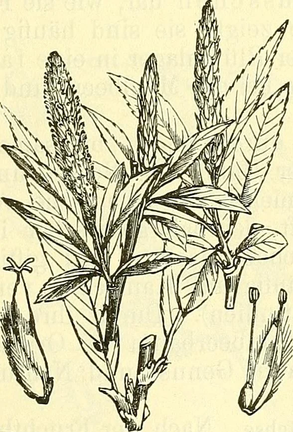 An illustration from Die wissenschaftliche Ausbildung des Apothekerlehrlings und seine Vorbereitung zum Gehülfenexamen : mit Rücksicht auf die neuesten Anforderungen, 1884, leaf 487