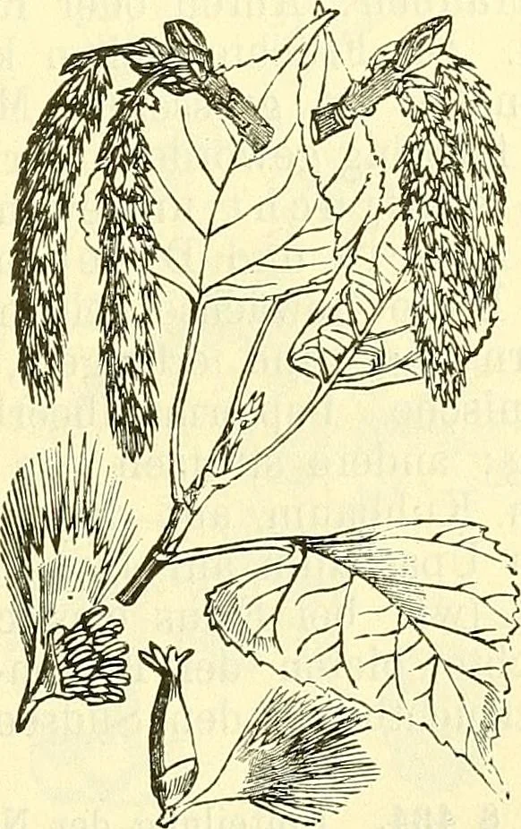 An illustration from Die wissenschaftliche Ausbildung des Apothekerlehrlings und seine Vorbereitung zum Gehülfenexamen : mit Rücksicht auf die neuesten Anforderungen, 1884, leaf 487