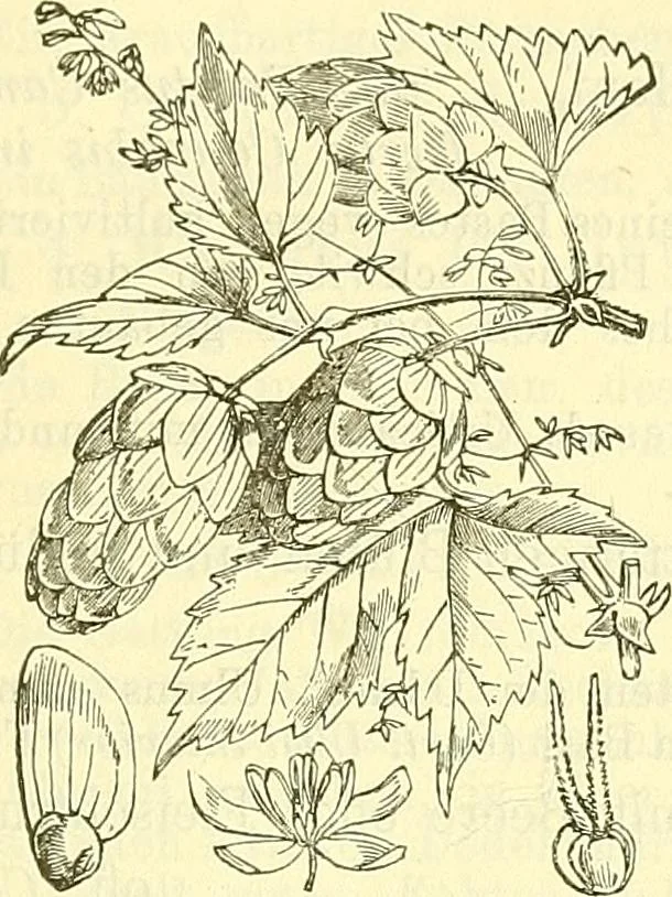 An illustration from Die wissenschaftliche Ausbildung des Apothekerlehrlings und seine Vorbereitung zum Gehülfenexamen : mit Rücksicht auf die neuesten Anforderungen, 1884, leaf 489