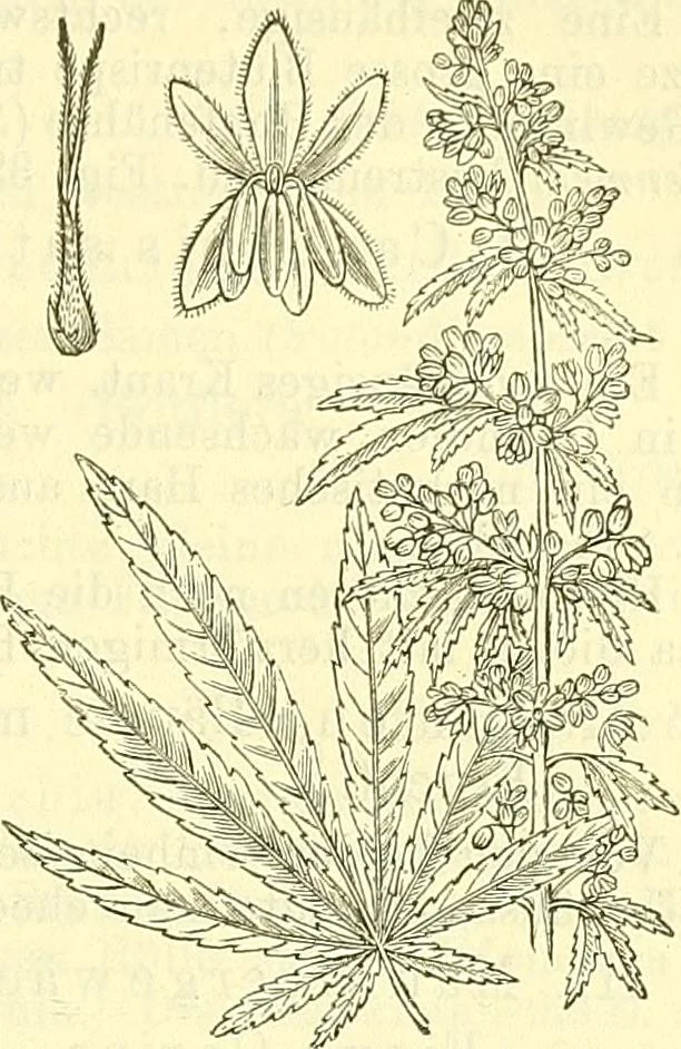 An illustration from Die wissenschaftliche Ausbildung des Apothekerlehrlings und seine Vorbereitung zum Gehülfenexamen : mit Rücksicht auf die neuesten Anforderungen, 1884, leaf 489
