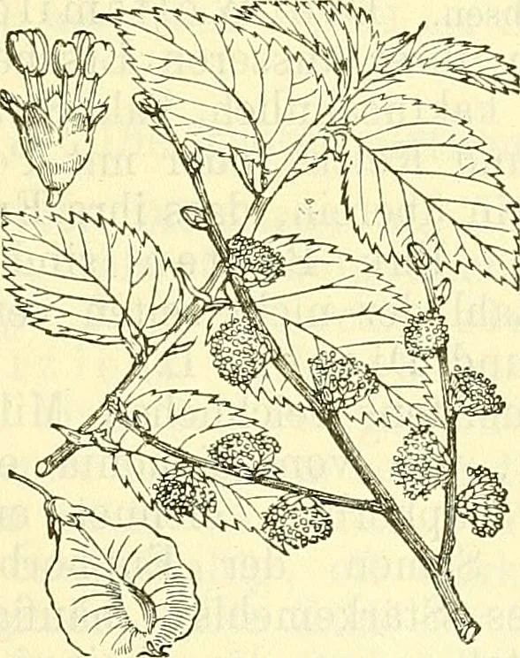 An illustration from Die wissenschaftliche Ausbildung des Apothekerlehrlings und seine Vorbereitung zum Gehülfenexamen : mit Rücksicht auf die neuesten Anforderungen, 1884, leaf 489