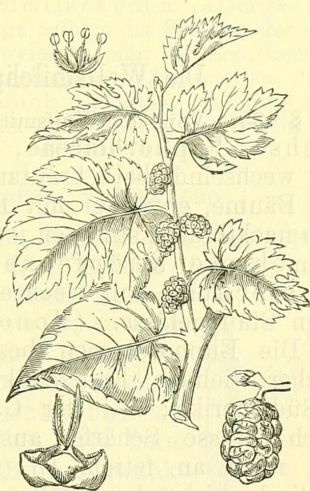 An illustration from Die wissenschaftliche Ausbildung des Apothekerlehrlings und seine Vorbereitung zum Gehülfenexamen : mit Rücksicht auf die neuesten Anforderungen, 1884, leaf 489