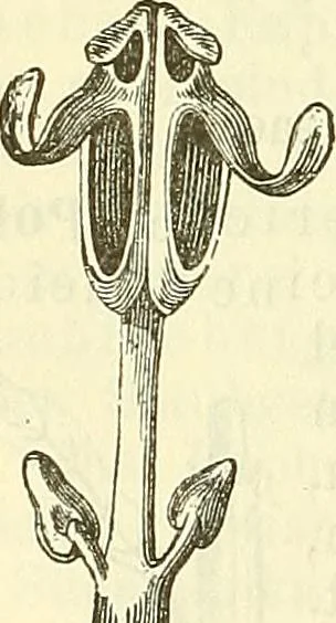 An illustration from Die wissenschaftliche Ausbildung des Apothekerlehrlings und seine Vorbereitung zum Gehülfenexamen : mit Rücksicht auf die neuesten Anforderungen, 1884, leaf 492