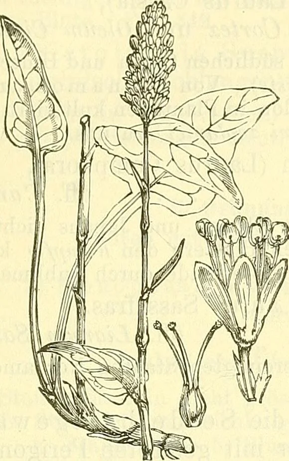 An illustration from Die wissenschaftliche Ausbildung des Apothekerlehrlings und seine Vorbereitung zum Gehülfenexamen : mit Rücksicht auf die neuesten Anforderungen, 1884, leaf 493
